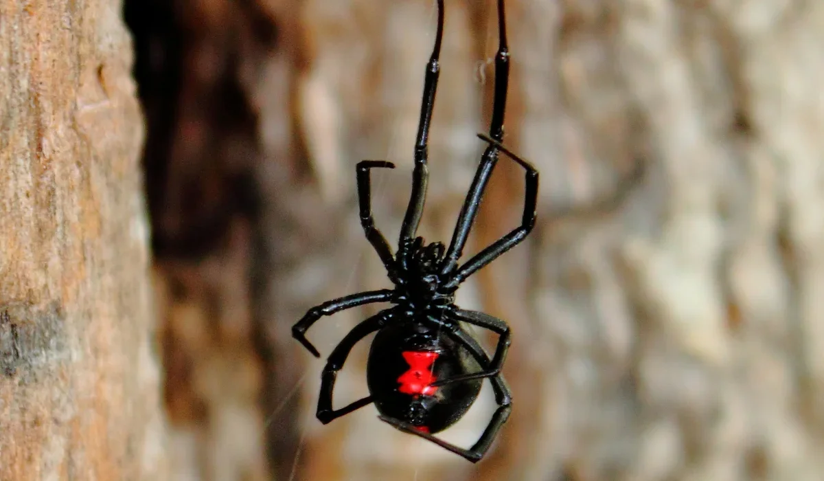 black widow spider