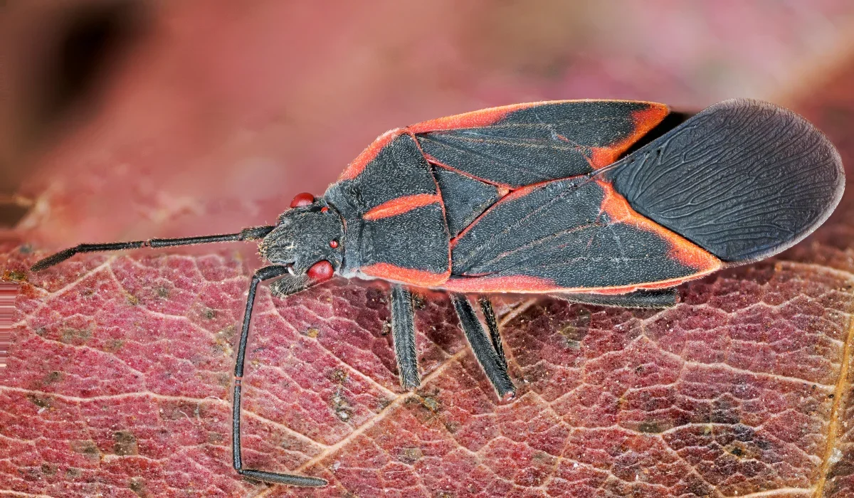 boxelder bug