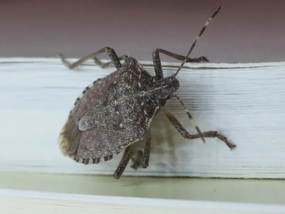 Brown Marmorated Stink Bug