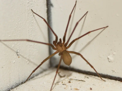 brown recluse