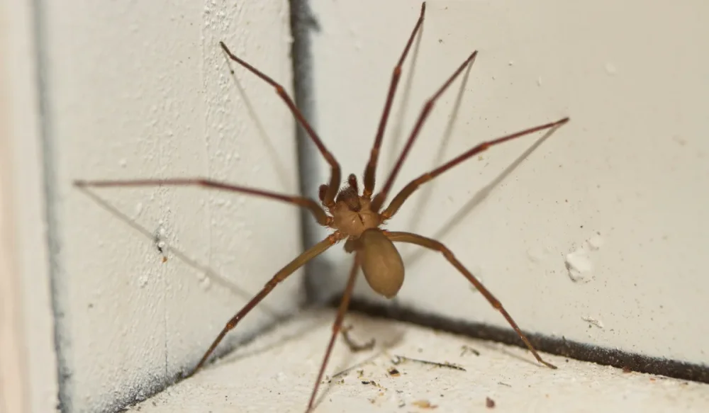 brown recluse spider