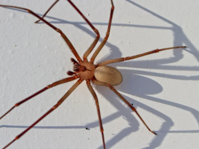 brown recluse spider