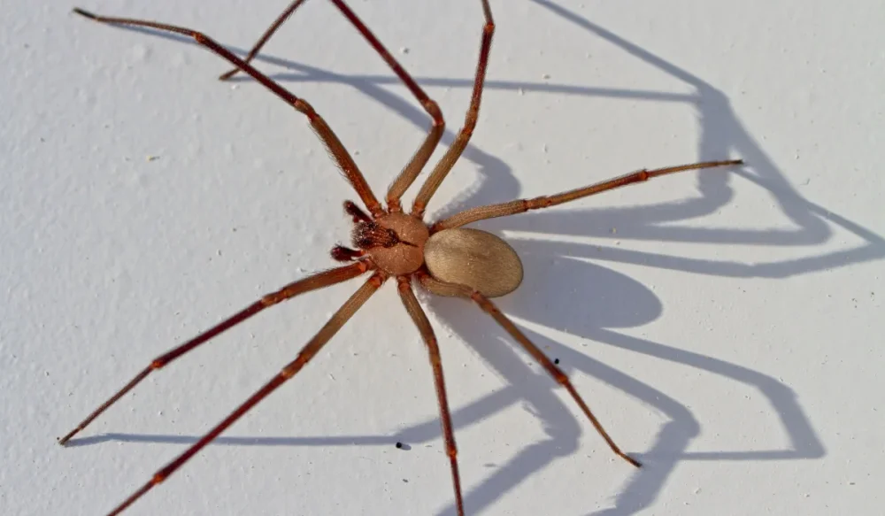 brown recluse spider