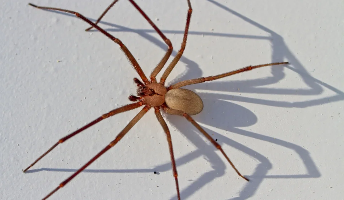 brown recluse spider