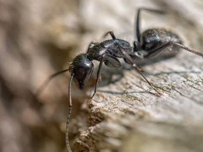 carpenter ants
