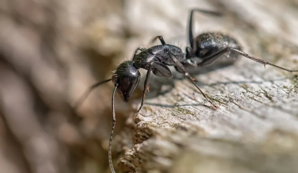 carpenter ant