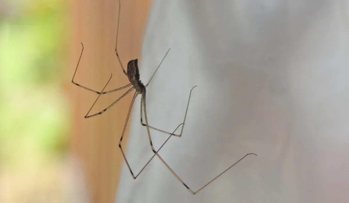cellar spider