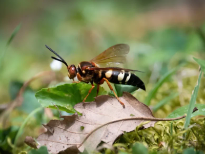 Cicada Killer Wasps
