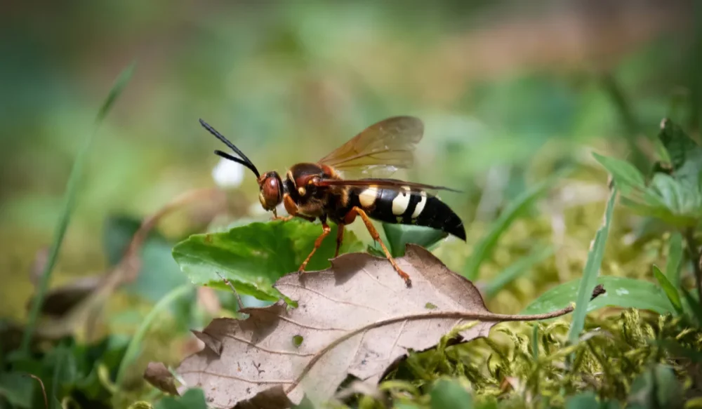 cicada killer