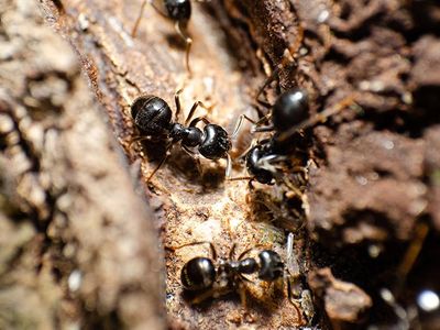 ants foraging around outside an Iowa home