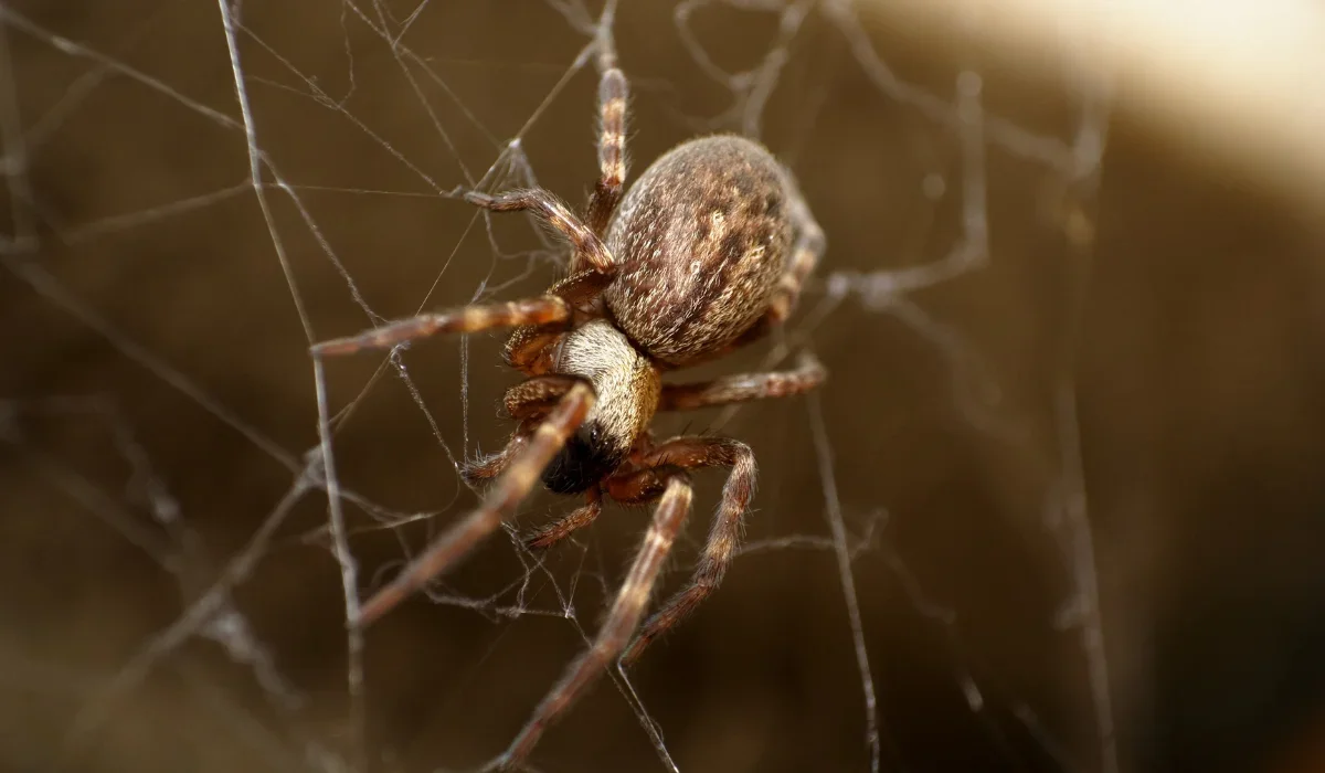 common house spider