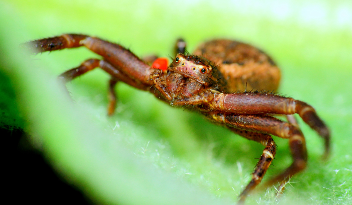 crab spider