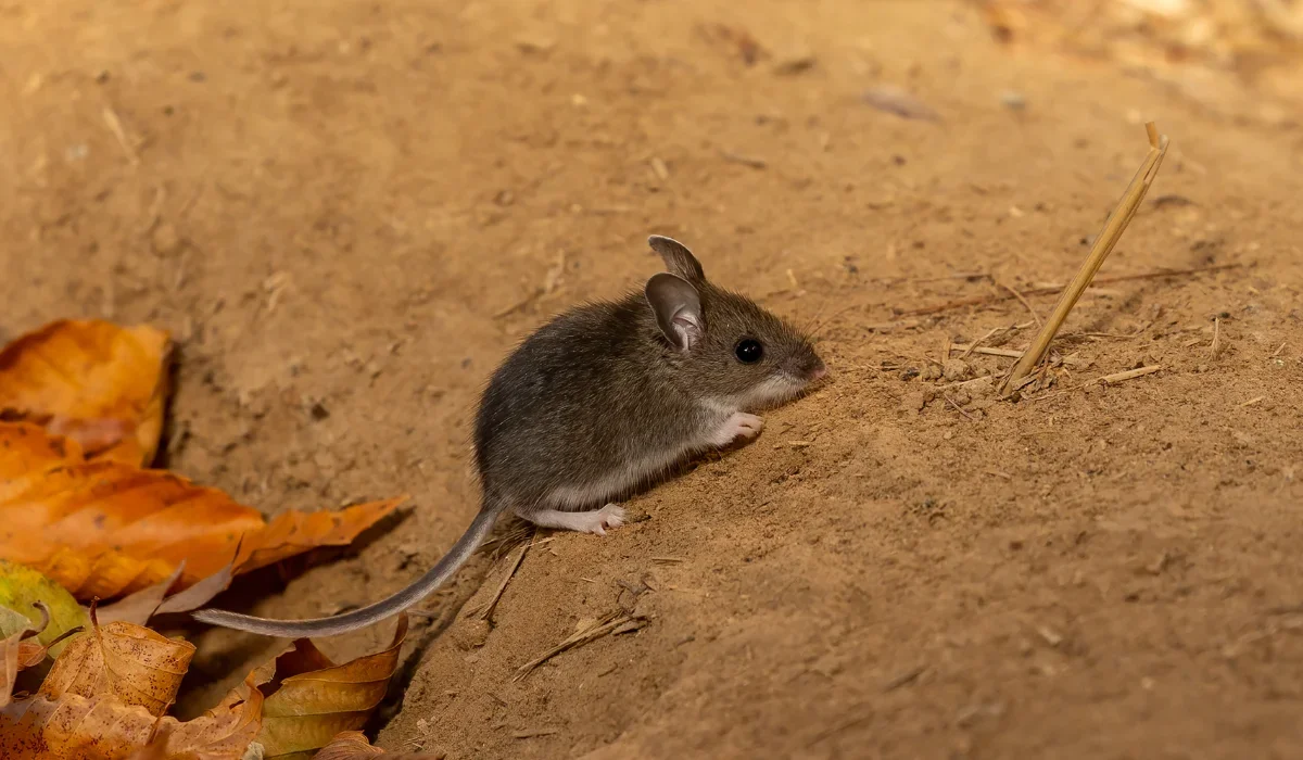 deer mouse