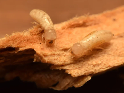 drywood termite