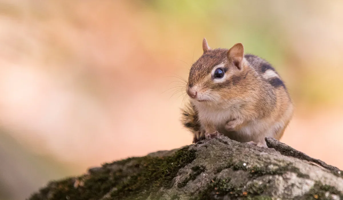 eastern chipmunk