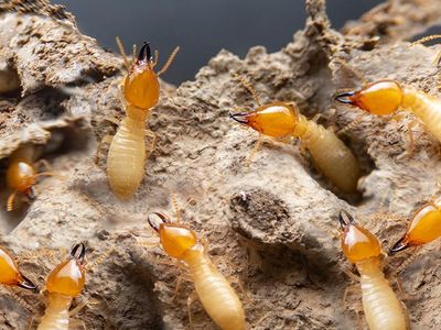 foraging termites in midwest