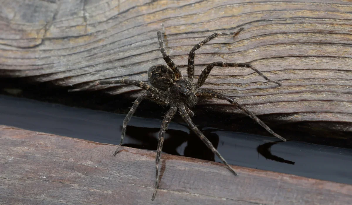 fishing spider