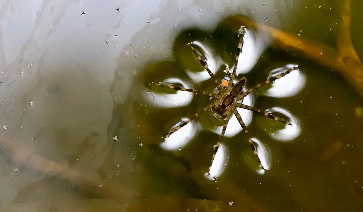 fishing spider