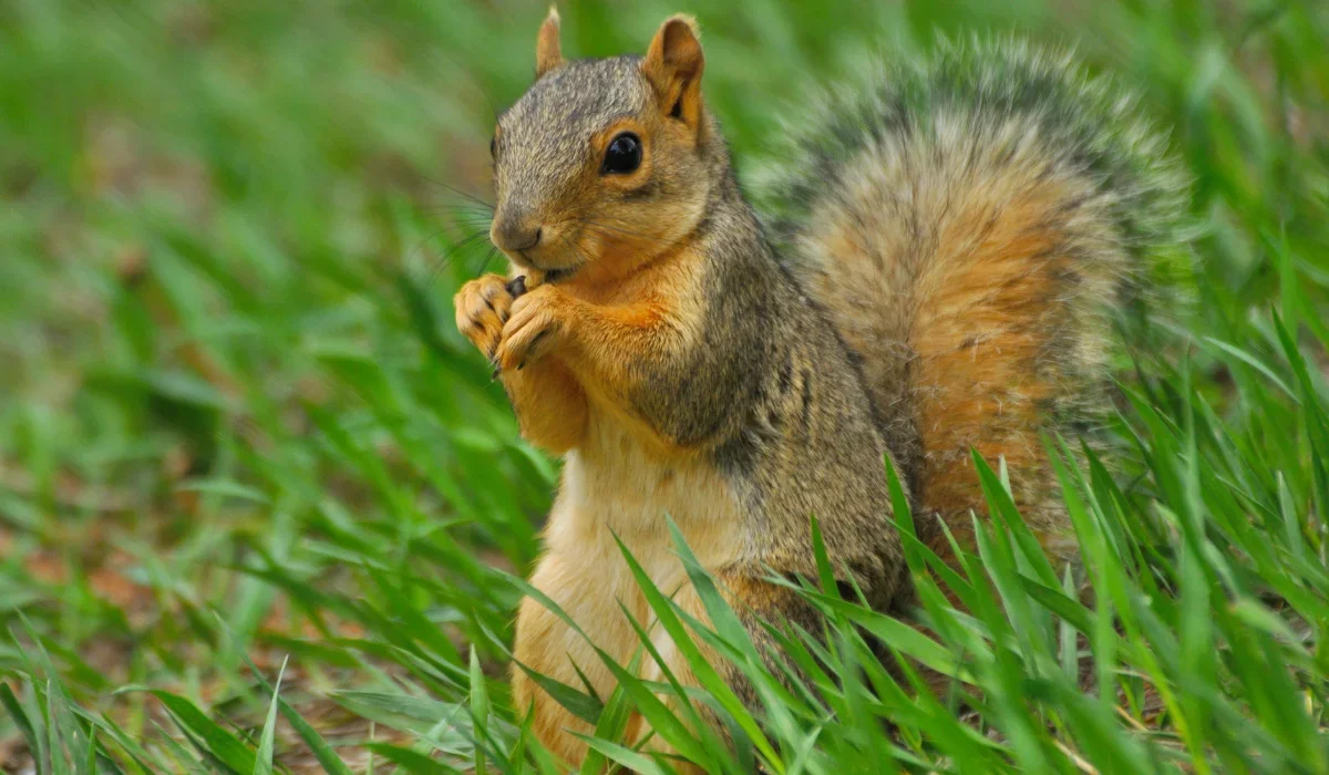 fox squirrel