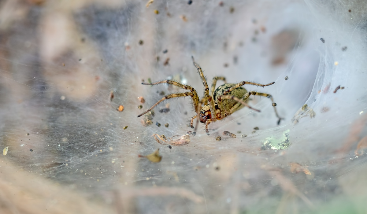 funnel weaver