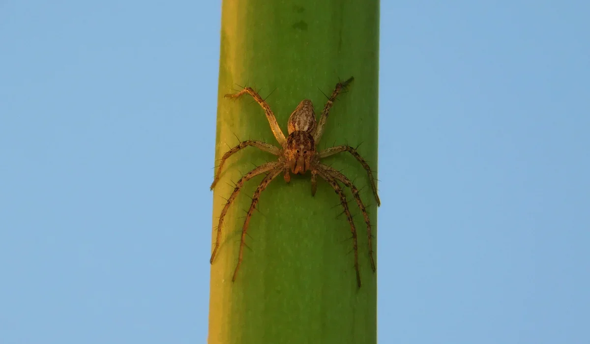 grass spider