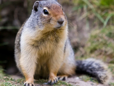 ground squirrel