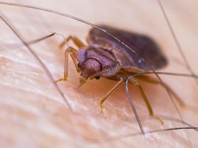 bed bug biting