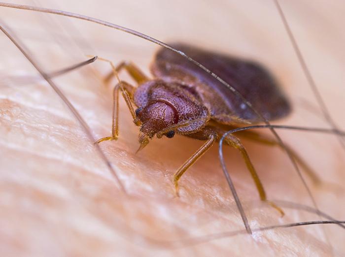 adult bed bug getting ready to feed