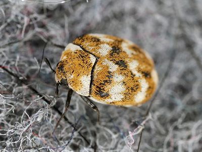 carpet beetle inside home