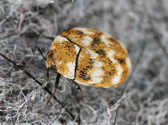 carpet beetle crawling on carpet