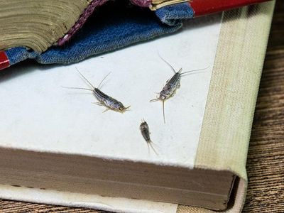 silverfish inside kansas city home