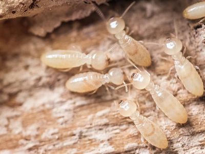 termite workers eating wood