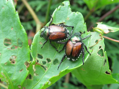 Japanese beetles