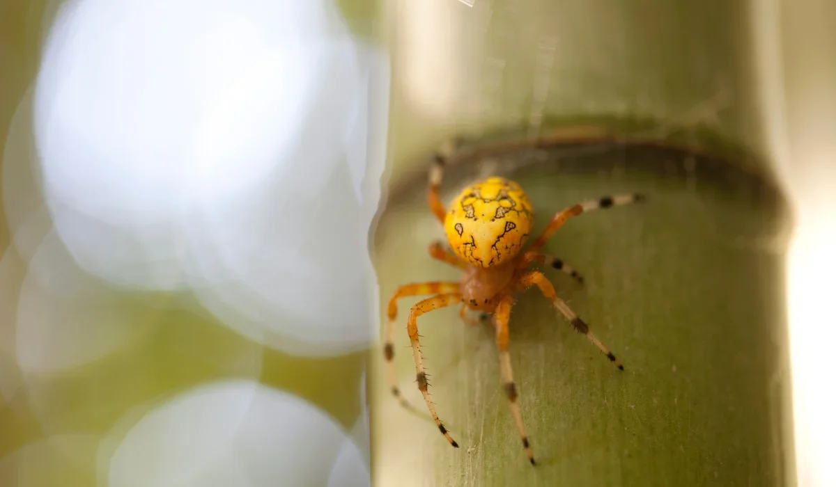 marbled orbweaver