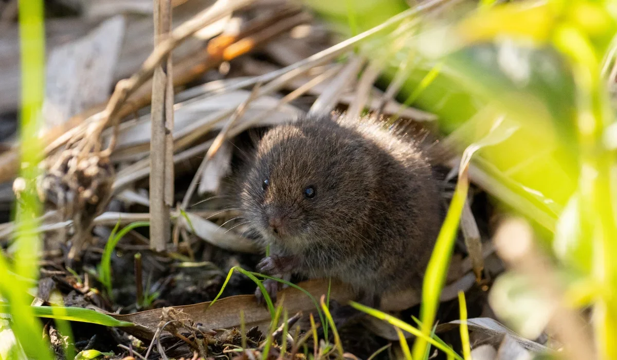 meadow vole