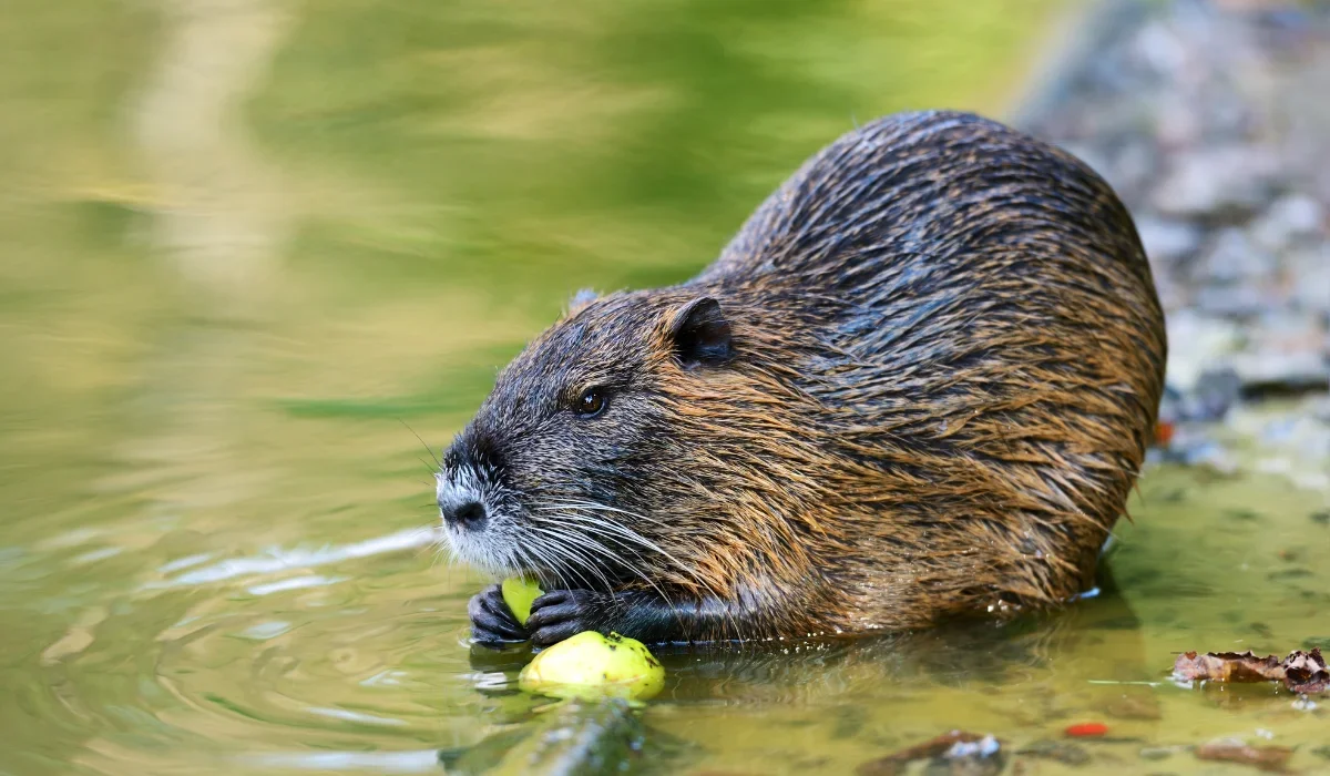 muskrat