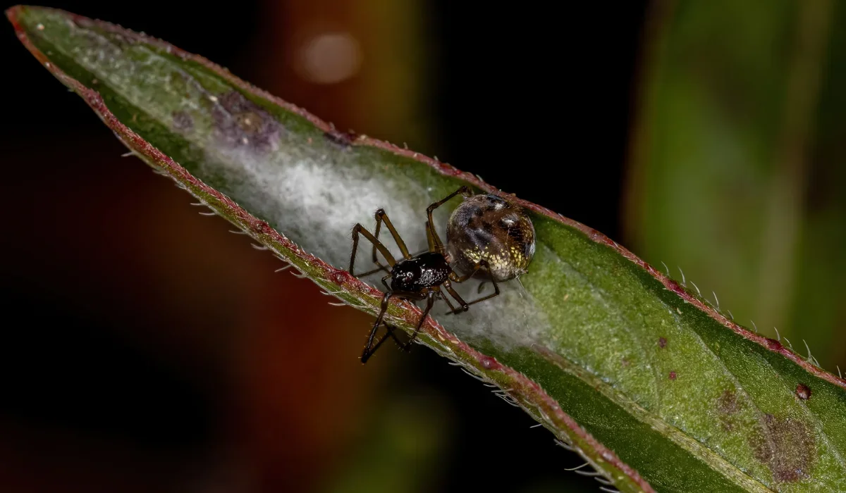 cobweb spider