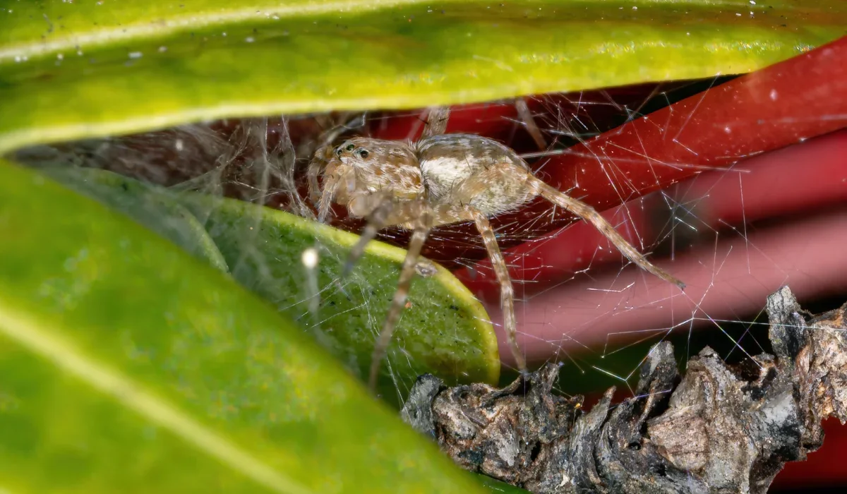 nursery web spider