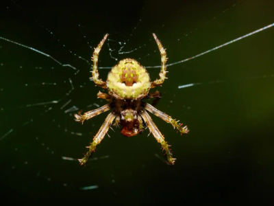 orb weaver spider