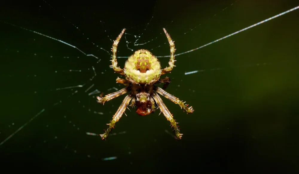orb weaver spider