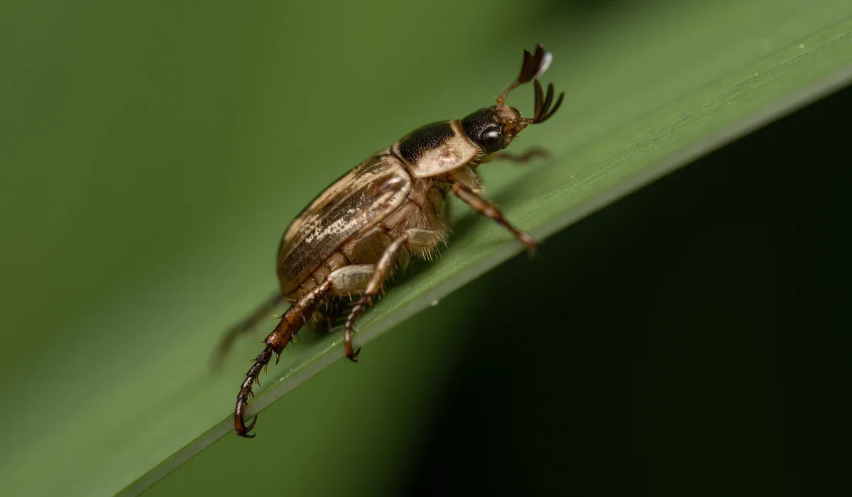 oriental beetle