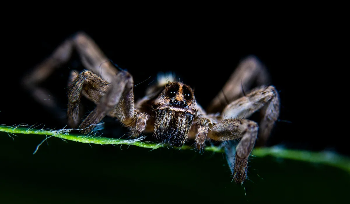 parson spider