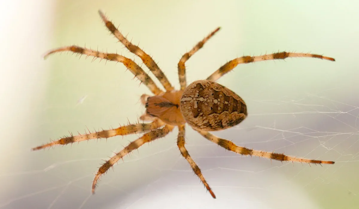 spotted orb weaver