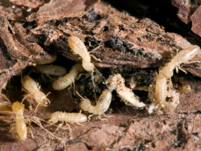 subterranean termites