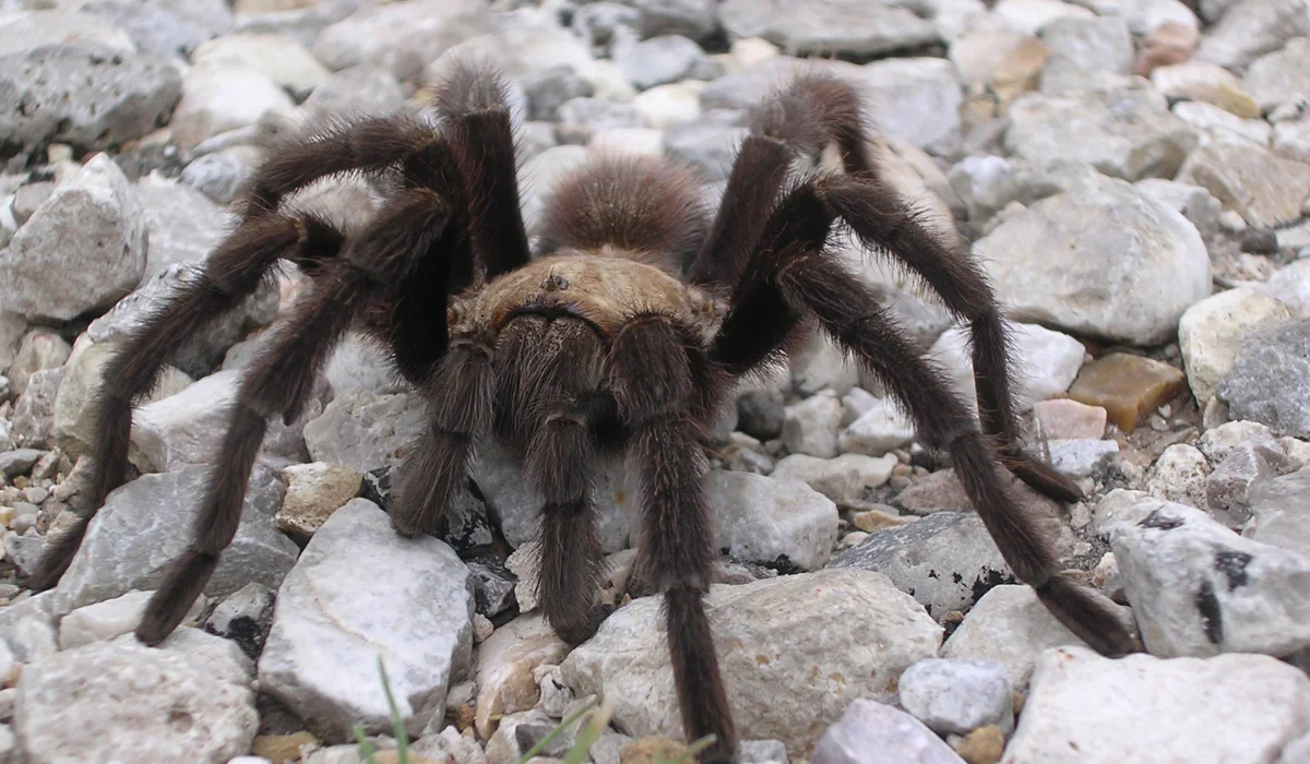 tarantula