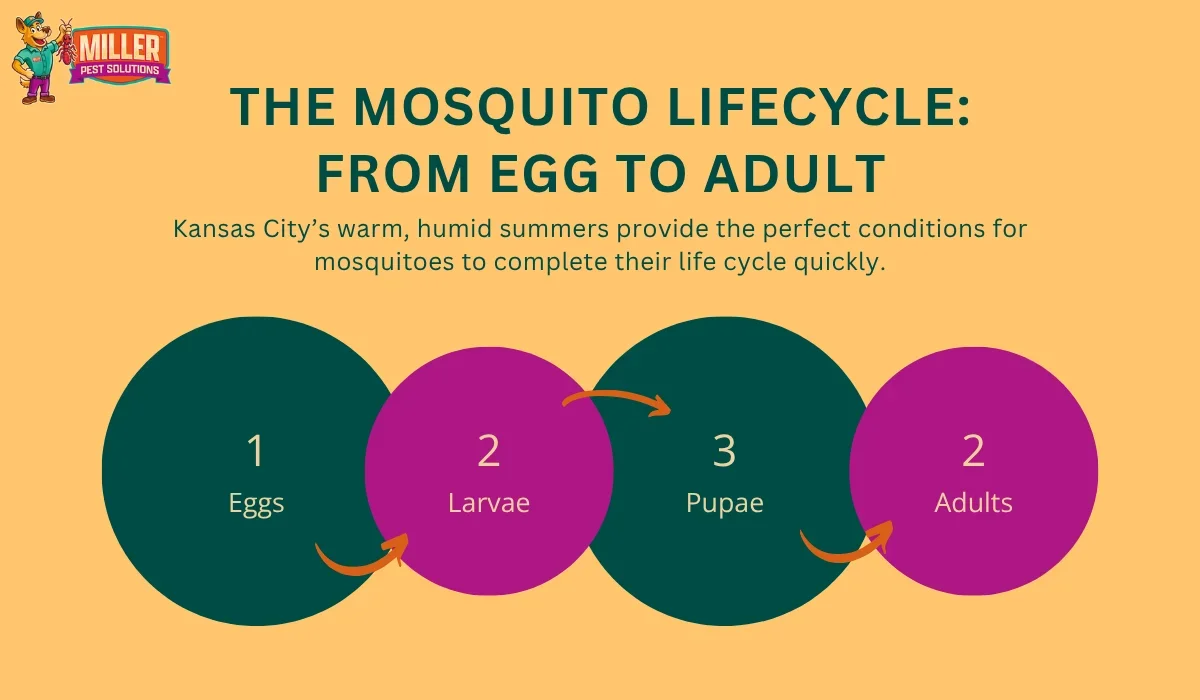 mosquito lifecycle