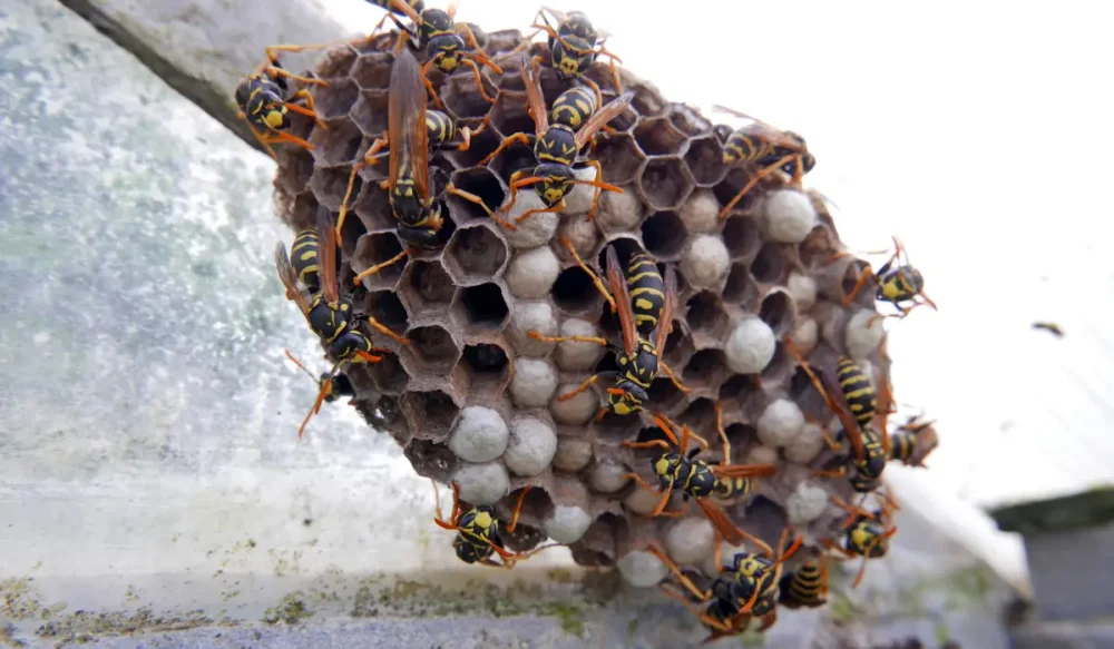 wasp and wasp nests
