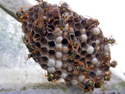 wasp nest