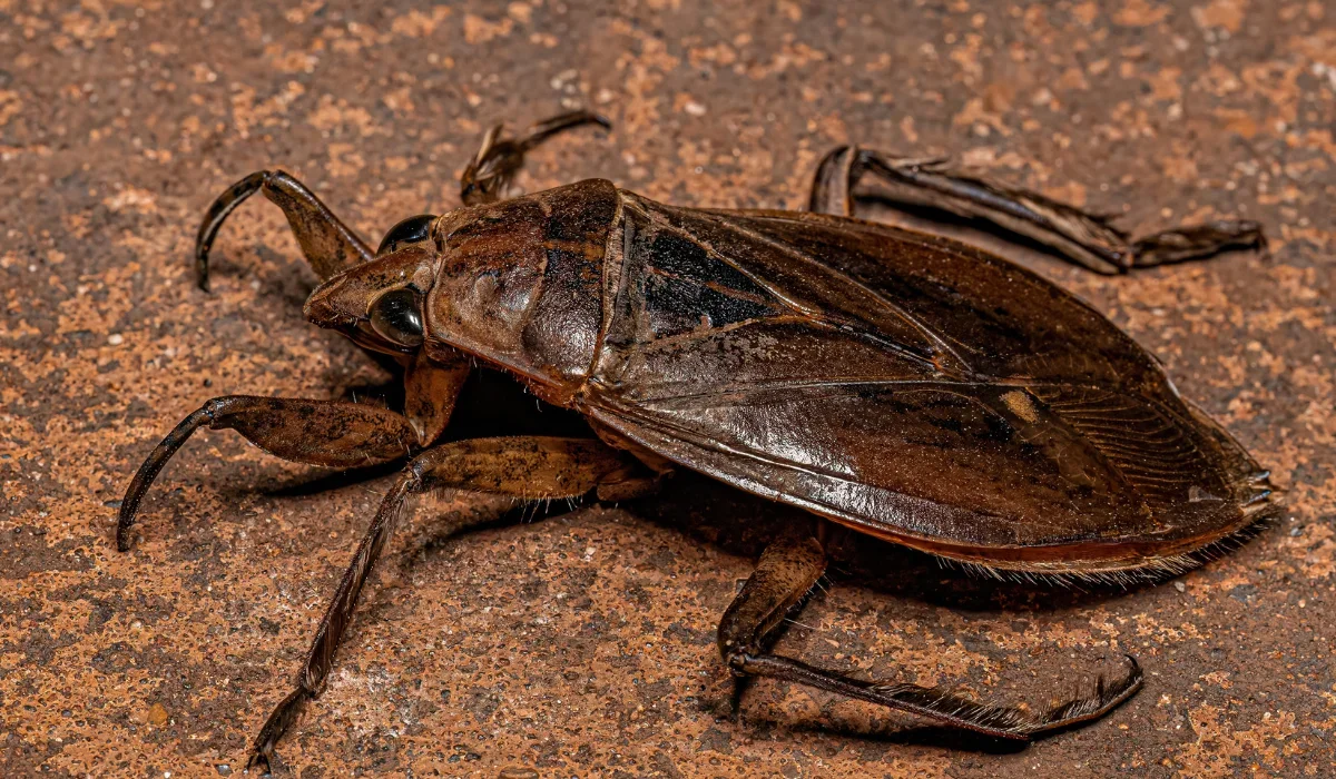 water bug