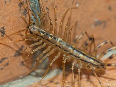 house centipede in des moines iowa